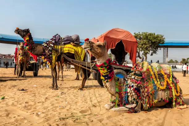 Explore Pushkar’s Unique Camel and Horse Safaris